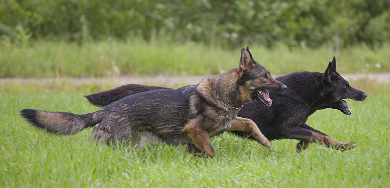 Running with the dogs